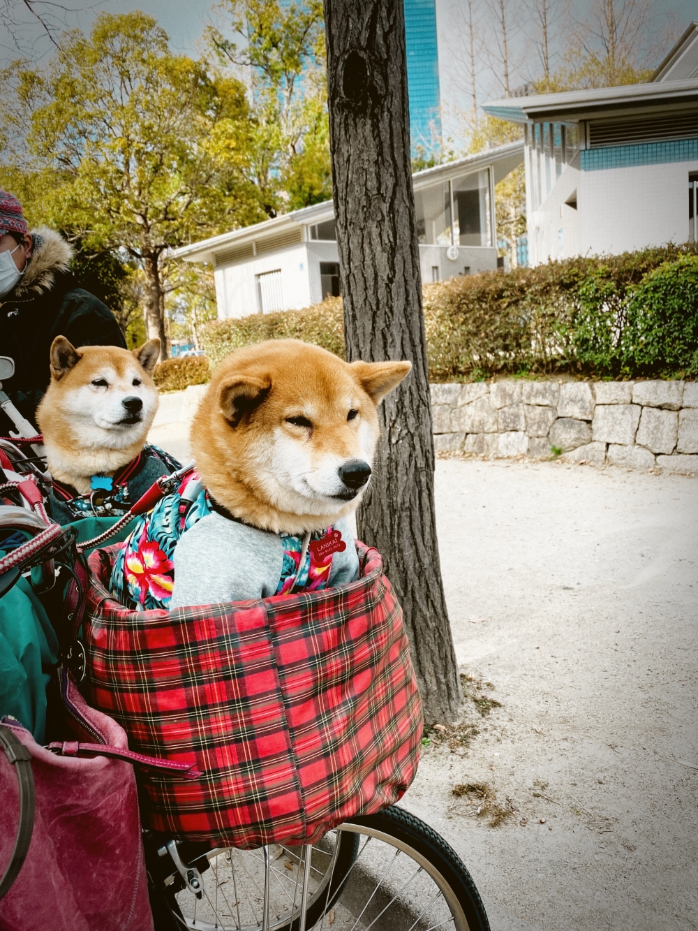 Amber Tone 400 frame featuring bright warm highlights